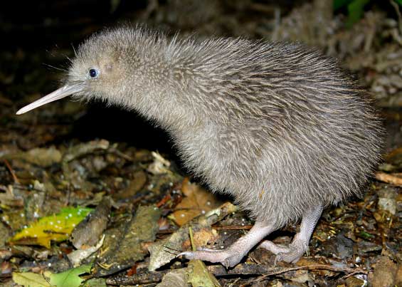 kiwi